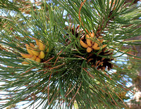 Pine Needles and Cones