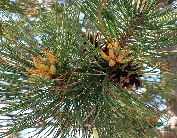 Pine Needles and Cones