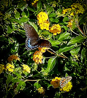 Black Swallowtail