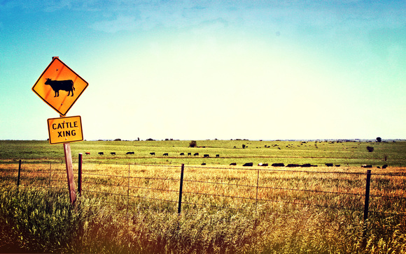 Cattle Xing 2011