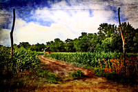 Cornfields and Dirt Roads 2