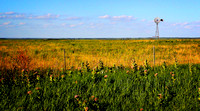 Windmill and Iron Weed