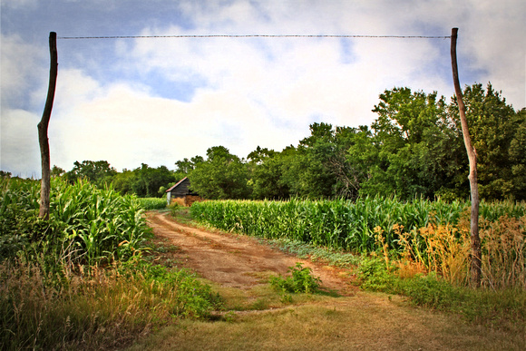 Cornfields and Dirt Roads 1