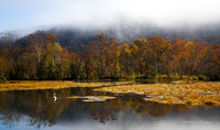 Swan on the Pond 9281-10-2