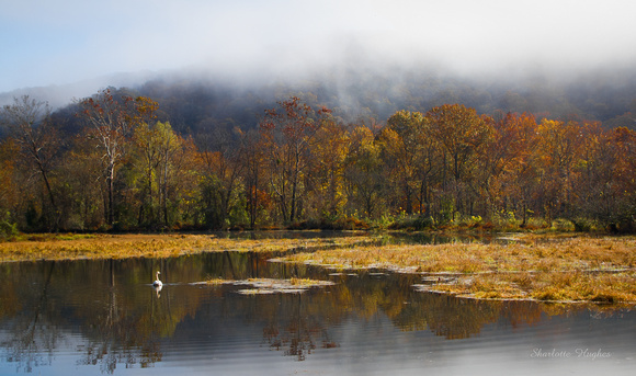 Swan on the Pond 9281-10-2