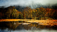 Swan on the Pond in Autumn IMG_9281-10 jpg