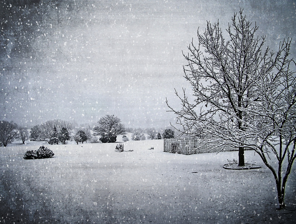 Snowy Back Yard