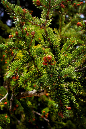 Colorado Spruce